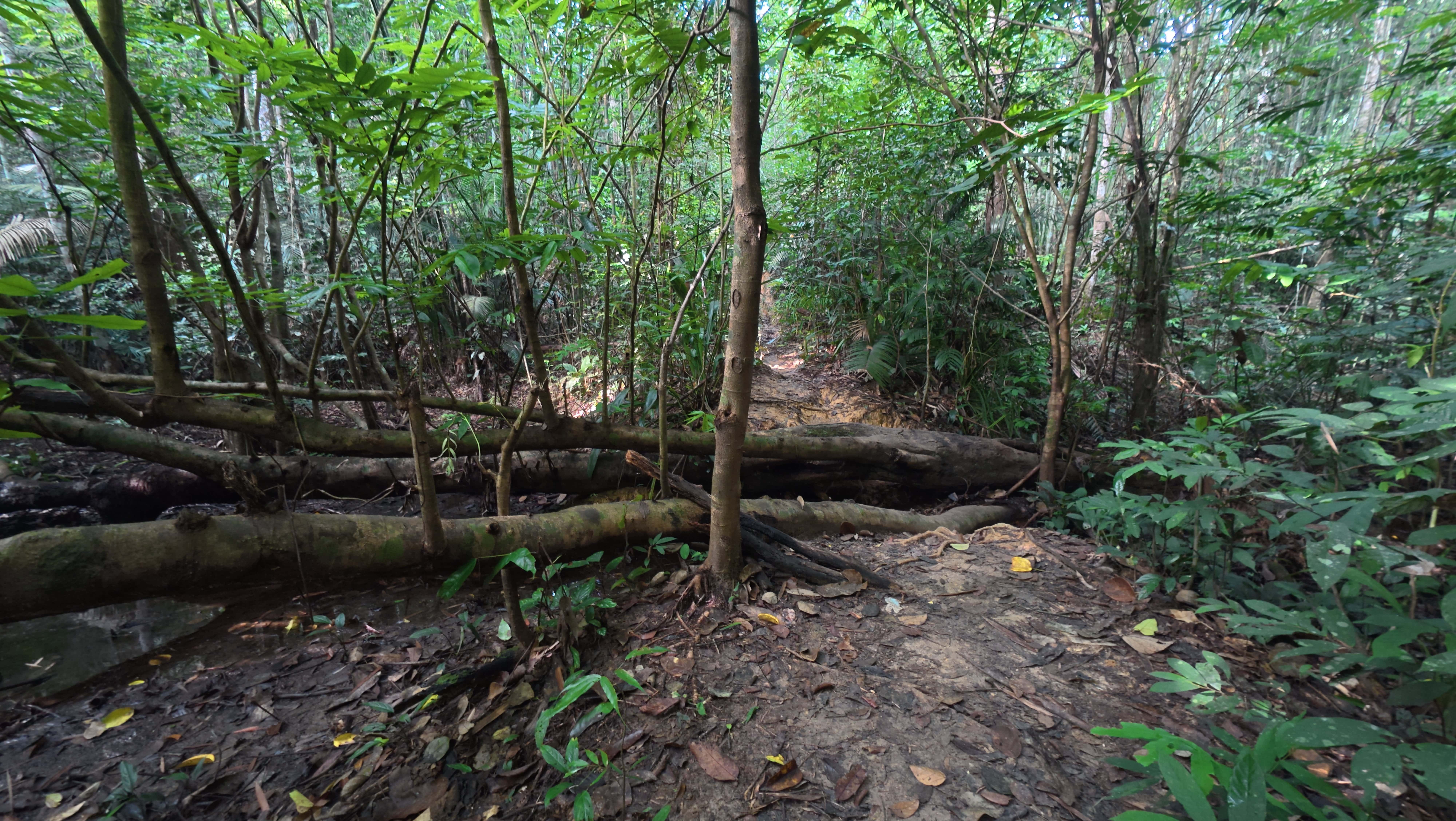 A narrow dirt trail in a dense Malaysian rainforest, blocked by several large fallen tree trunks. 