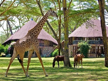 Tour Lake Naivasha