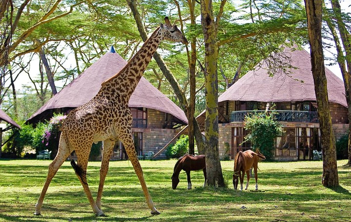 4-Day Lake Naivasha & Masai Mara Private Luxury Safari