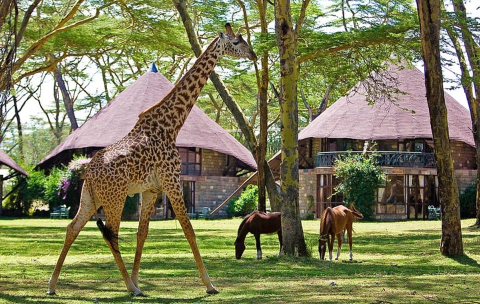 4-Day Luxury Safari in Lake Naivasha and Masai Mara, Kenya