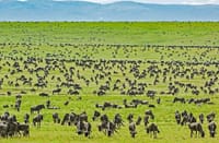 4-Day Tanzania Group Safari Tarangire, Serengeti & Ngorongoro Crater – The Ultimate Shared Safari Adventure 9