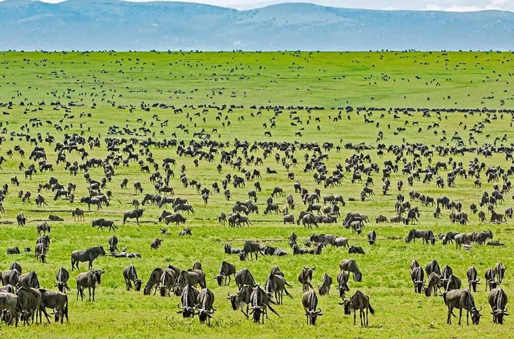 4-Day Tanzania Group Safari Tarangire, Serengeti & Ngorongoro Crater – The Ultimate Shared Safari Adventure 9