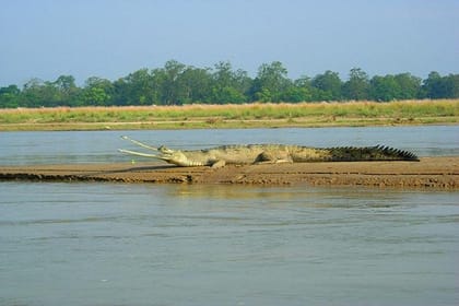 3-Day Chitwan Jungle Safari Tour from Kathmandu