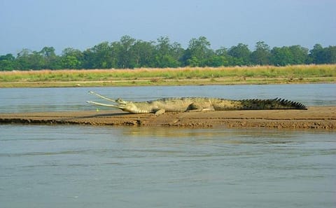 3-Day Jungle Safari Adventure in Chitwan National Park