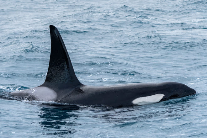 Whale Watching Ólafsvík  photo 6