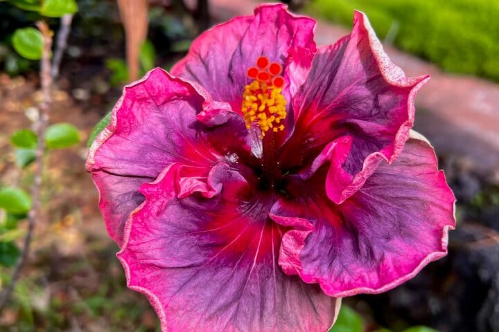 Private Big Island: History & Local Market Tour (Up to 12)