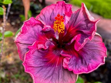 Private Big Island History and Local Market Tour in Waikoloa