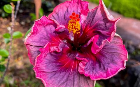 Private Big Island History and Local Market Tour in Waikoloa
