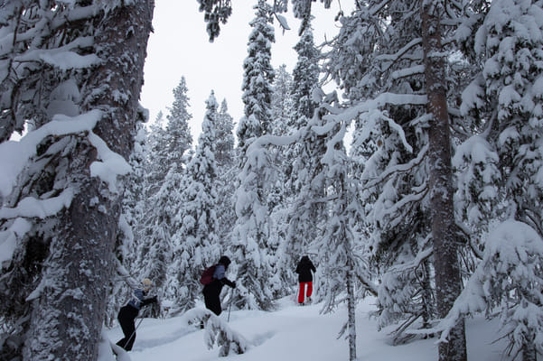Private tour: Snowshoeing in Levi 