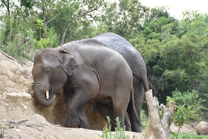 Care Pride Elephants: Full-Day Tour Experience