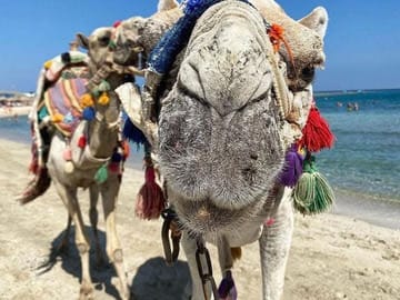 Premium 2 Hours Camel Ride: Amazing Desert & Sea – Hurghada