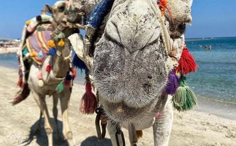 Premium 2 Hours Camel Ride: Amazing Desert & Sea – Hurghada