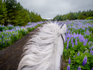 Viking Horses Morning Tour, photo 8