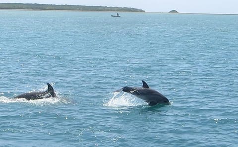 Kisite-Mpunguti Marine National Park Full Day Tour in Kenya