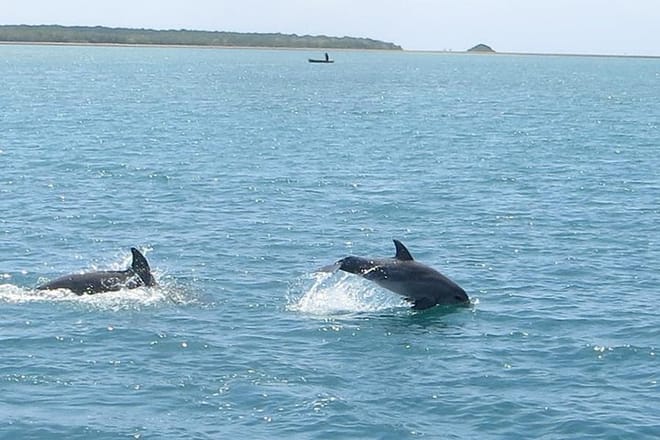 Wasini Full Day Tour - Available Daily 3