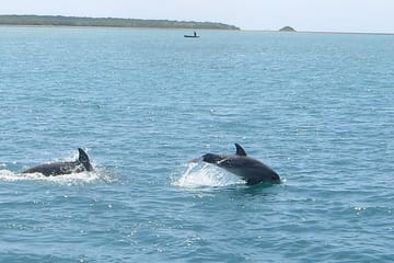 Kisite-Mpunguti Marine National Park Full Day Tour in Kenya