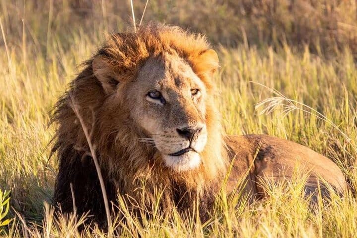 7 Days Kenya Budget Safari In 4WD