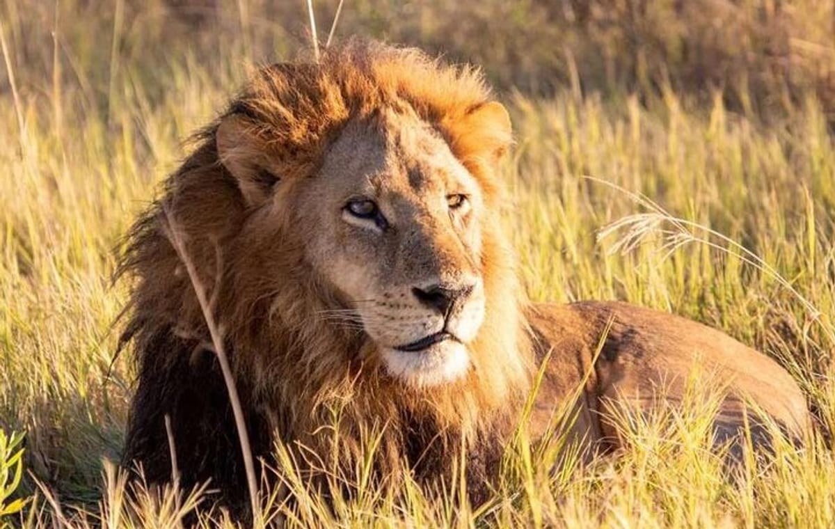 Nairobi National Park and Giraffe Center Private Tour