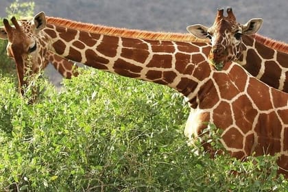 6 Days Samburu Sweetwaters Lake Nakuru and Lake Naivasha Tour