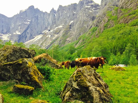 Ålesund-Geiranger-Trollstigen-Ålesund