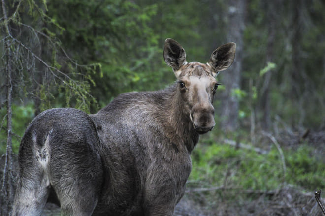 Moose Safari from Kemi - Kemi photo 6