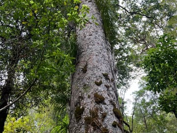 Day Trip to Waipoua Forest and Kauri Museum from Auckland
