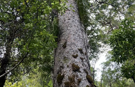 Day Trip to Waipoua Forest and Kauri Museum from Auckland