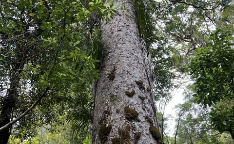 Day Trip to Waipoua Forest and Kauri Museum from Auckland