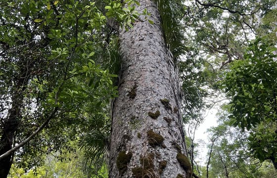 Day Trip to Waipoua Forest and Kauri Museum from Auckland