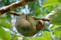Puerto Limon Sloth Lovers and Tortuguero Canal Shore Excursion 10
