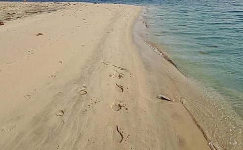 Doha: Desert Safari (Private Tour) with Pick Up & Drop Off