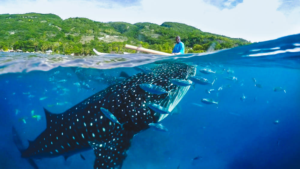 Oslob Whale Shark with Tumalog Falls - SIC