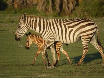 Arusha National Park Day tour