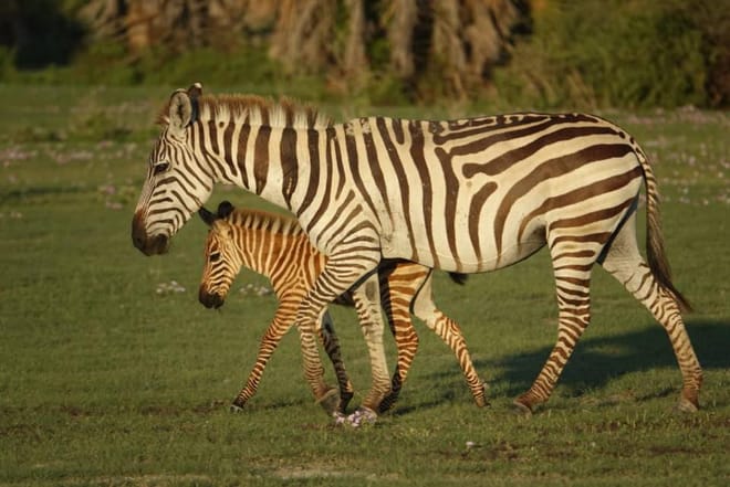 Arusha National Park Day tour  3