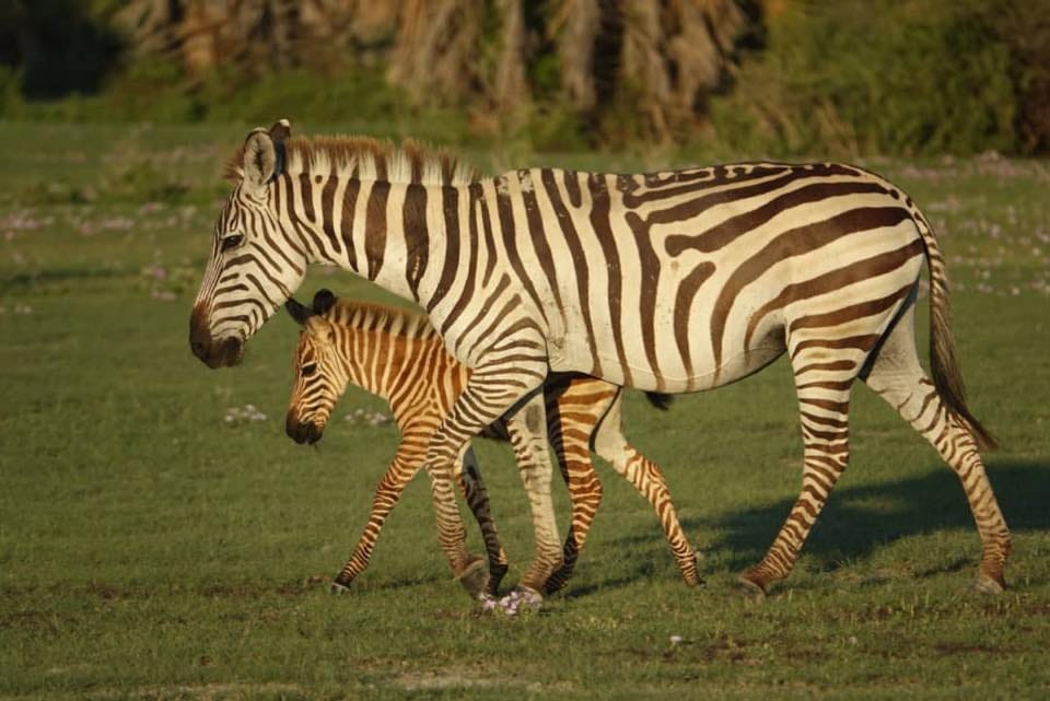 Arusha National Park Day tour  3