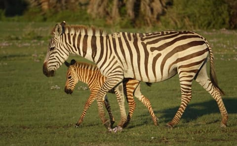 Arusha National Park Day tour