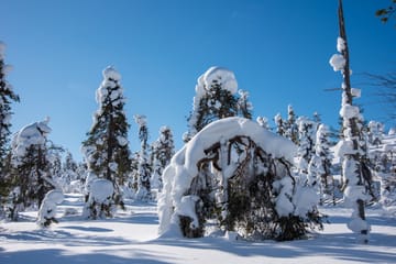 Snowshoe Trekking Adventure in Kemijärvi, Finland