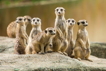 Wildlife Safari Experience at Guangzhou Chimelong Park