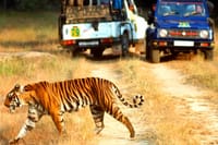Ranthambore