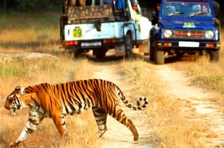 7 Days Golden Triangle with Ranthambore and Pushkar tour From Delhi