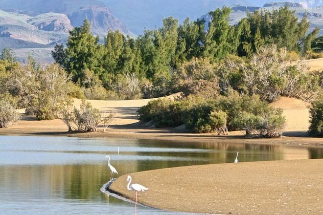 Maspalomas Oasis / Charca
