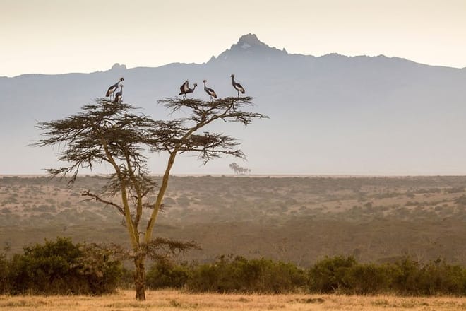 2-Day Ol Pejeta Conservancy Safari photo 5