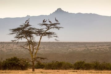 2-Day Safari Experience at Ol Pejeta Conservancy, Kenya