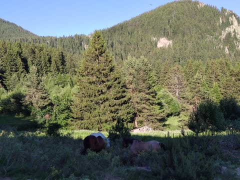 Horse Riding in the Heart of the Rhodope Mountains