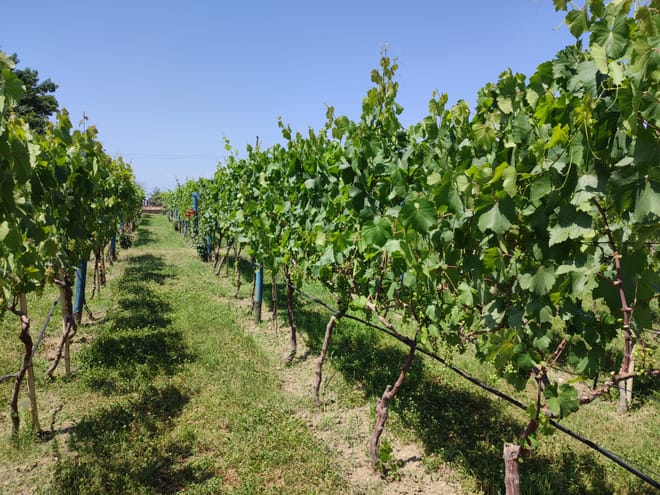 From Tbilisi: Kakheti Wine Region photo 3