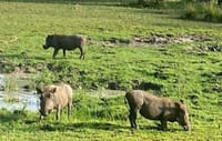 6 Days Southern Tanzania Safari 10