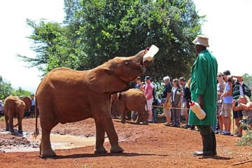 Full-Day Tour of Giraffe Center, Elephant Orphanage, and Dinner in Nairobi