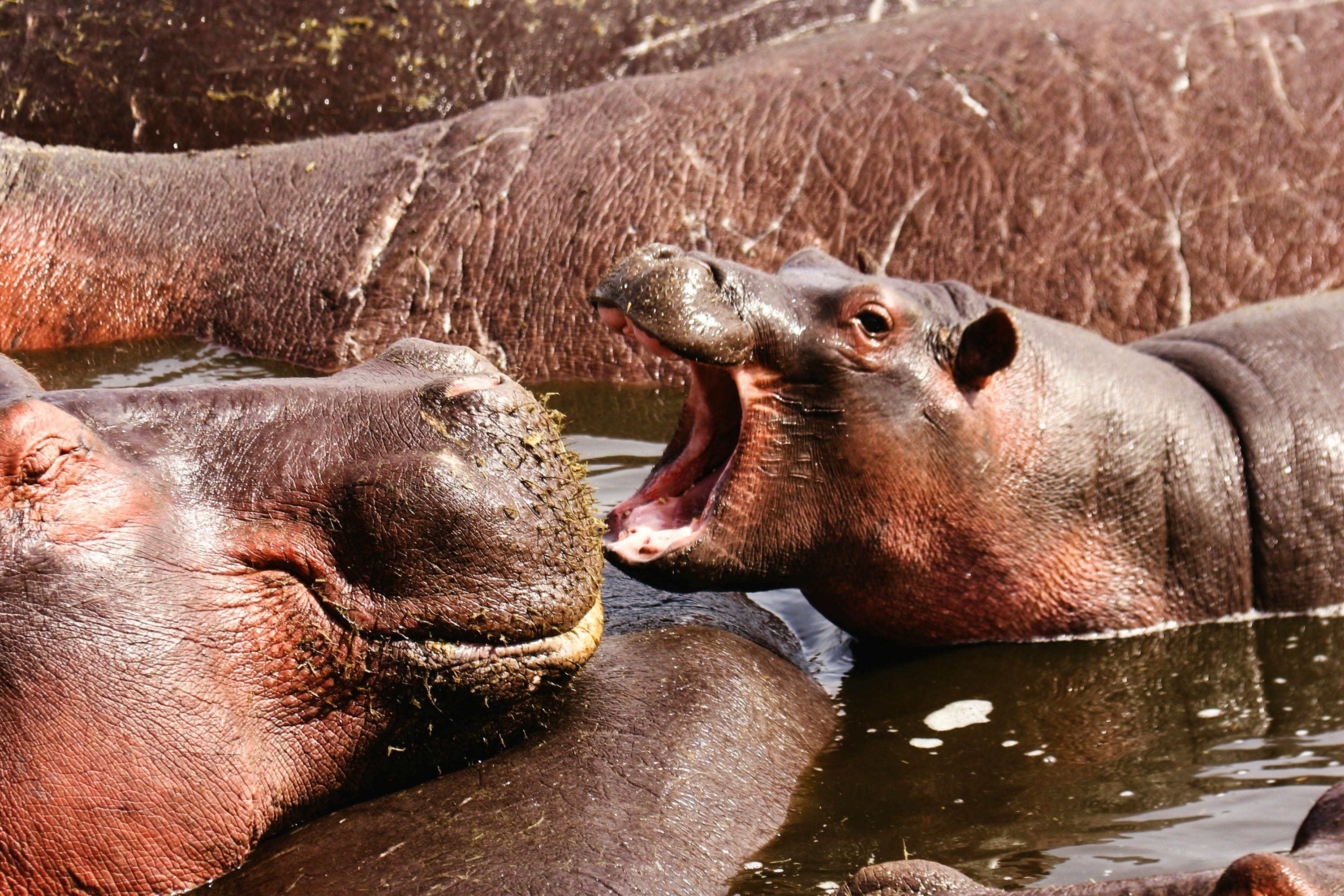 Hippopotamus with its mouth open in a water pool at Ngorongoro Conservation Area, Tanzania.