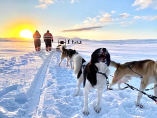 Dog Sledding Near Reykjavik , photo 16
