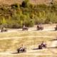 Quad Safari Group